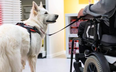 Pet Deductions That Lower What Orange County, California Taxpayers Owe